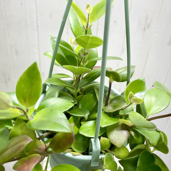 エスキナンサス モナリザ   吊り鉢 7枚目の画像