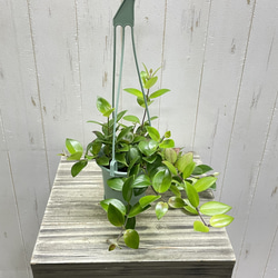 エスキナンサス モナリザ   吊り鉢 2枚目の画像