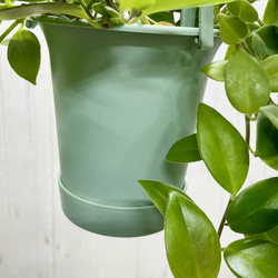 エスキナンサス モナリザ   吊り鉢 6枚目の画像