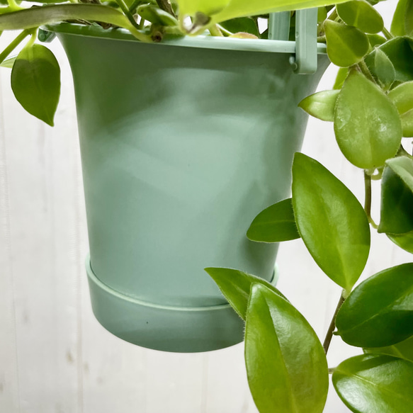 エスキナンサス モナリザ   吊り鉢 6枚目の画像