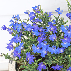 花苗 PW ニーレンベルギア オーガスタ ブルー ブルーリング 3.5号