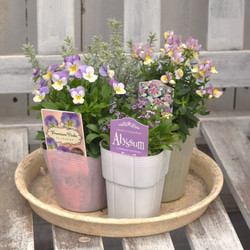 ジニア「プロフュージョン チェリーバイカラー」 ピンク 花苗 花 苗