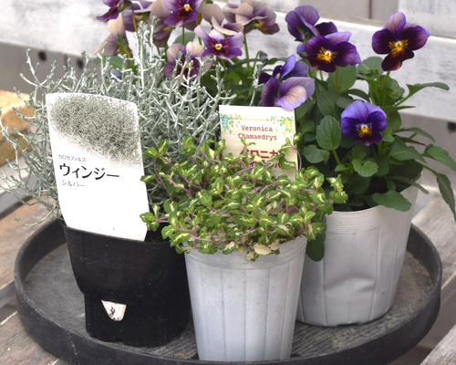 寄せ植えセット　ゆゆ様　ご注文　プティフール　ビオラ 食べれる寄せ植え／エディブルフラワー[ビオラとキッチンハーブうるる