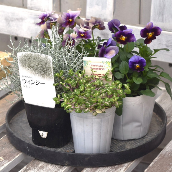 ショウイチオシ】バスケットで作るビオラ4ポット寄せ植えB※寄せ植え