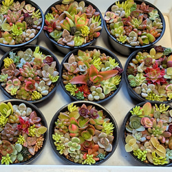 期間限定お買い得品】多肉植物 セダム 桜色カリシア50カット【育成説明