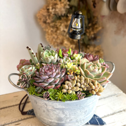 花月夜 エケベリア 抜き苗 多肉植物 その他インテリア雑貨 galleryk's