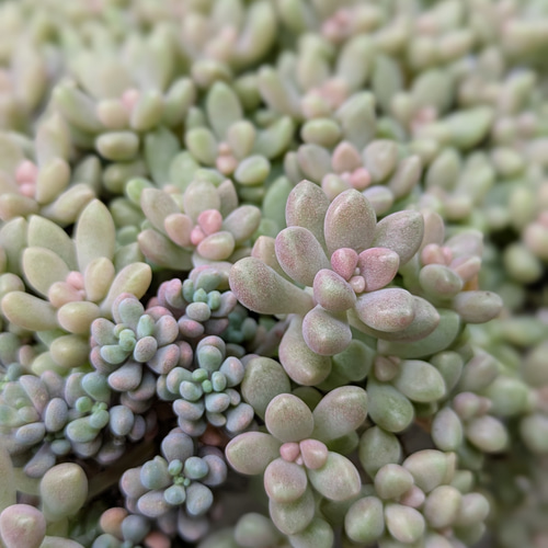 多肉植物 姫秀麗 5つ カット苗 多肉植物 ミクロ 通販 20078011｜Creema  