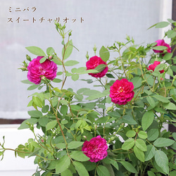 花苗 斑入り ジュズサンゴ 絣かすり レッド ホワイト 3号ロング 実が