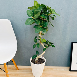 現品］15番 創樹 オリーブ ネバディロブランコ 6号 観葉植物 屋外