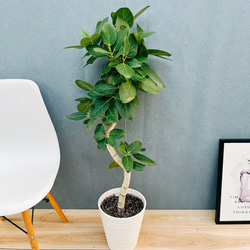 現品］【珍しい】80番 フィカス エベレスト 曲がり 7号 観葉植物 室内