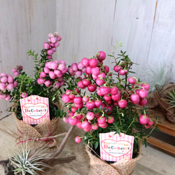 希少♡斑入り♡エバーフレッシュ♡ネムの木♡観葉植物♡インテリア