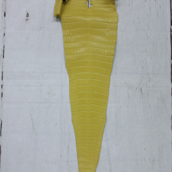 ワニ革  半艶マット  イタリアンイエロー「長財布向け」サイズ No.CM0197 5枚目の画像