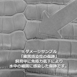 ワニ革  半艶マット  イタリアンイエロー「長財布向け」サイズ No.CM0197 16枚目の画像