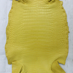 ワニ革  半艶マット  イタリアンイエロー「長財布向け」サイズ No.CM0197 4枚目の画像