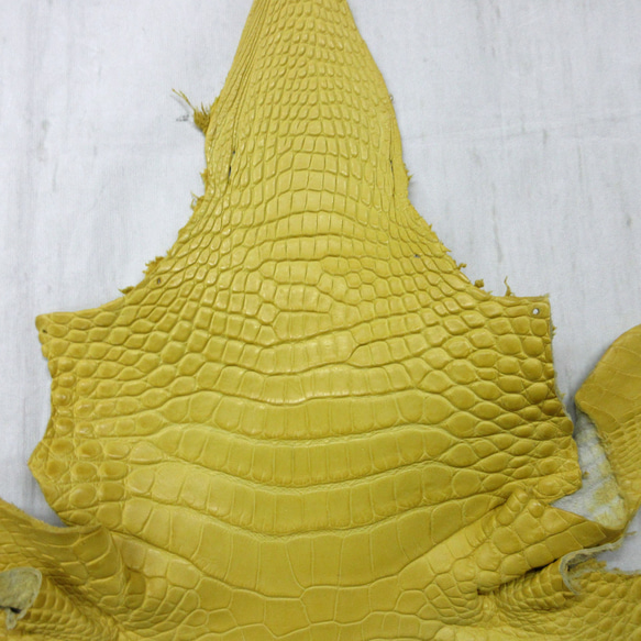 ワニ革  半艶マット  イタリアンイエロー「長財布向け」サイズ No.CM0197 3枚目の画像