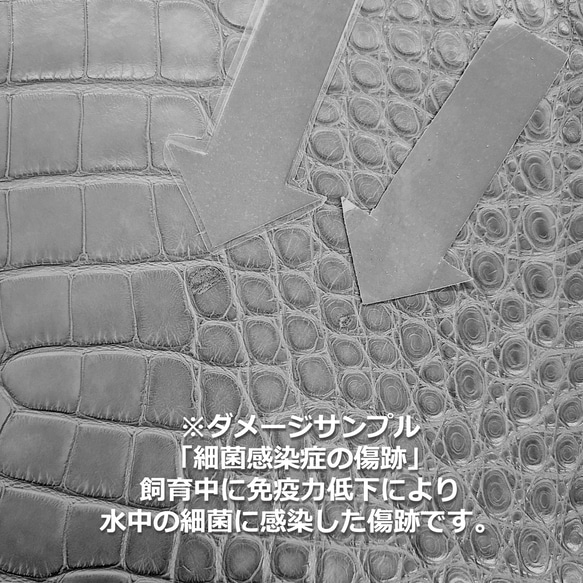 ワニ革  半艶マット  イタリアンイエロー「長財布向け」サイズ No.CM0197 14枚目の画像