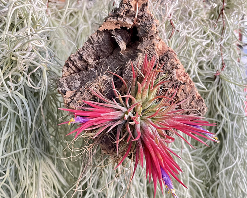 イオナンタクランプ コルク板付け ハンギング ナチュラルインテリア