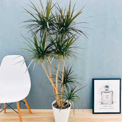 現品］5番 ドラセナ コンシンネ 龍 曲がり 8号 観葉植物 大型 室内