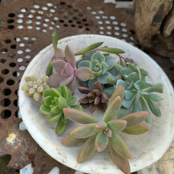 多肉カット苗 のおすすめ人気通販 検索結果｜Creema(クリーマ