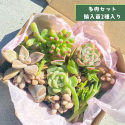 3苗【6cmpot/藍鏡】小苗 輸入苗 多肉植物 ハオルチア 多肉植物 多肉