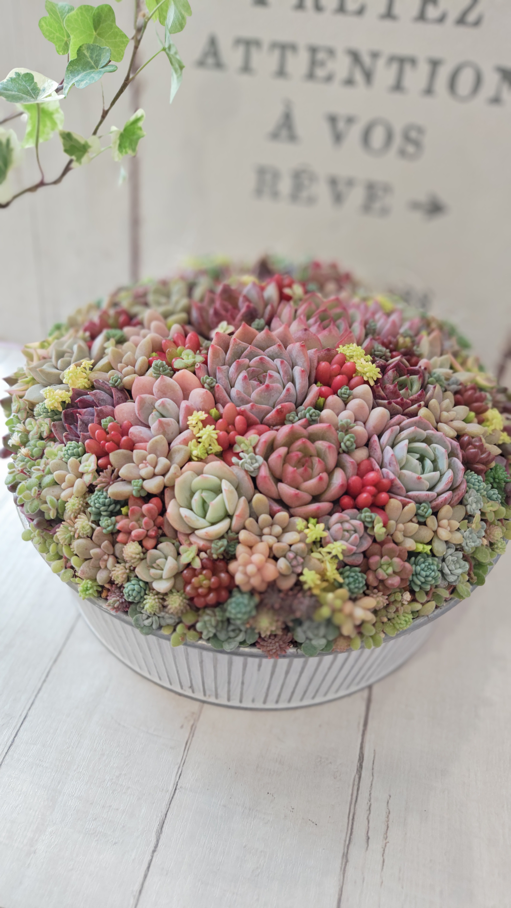 【受注制作】 そのまま飾れる多肉植物 寄せ植え  (土、鉢込み)     鉢 丸浅鉢タイプ 大 （ストライプ）