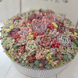 受注制作】 そのまま飾れる多肉植物 寄せ植え スクエア 大 スチール