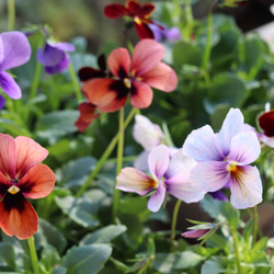 銅葉プチダリア 『フレディーストロベリー』 4号鉢 その他インテリア