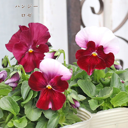 花苗 クリサンセマム マウントオービスク 3色植え 4号ポット 華やか