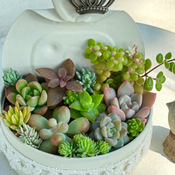 多肉植物＊きまぐれ寄せ植え＊カット苗＊1点限り!! その他インテリア