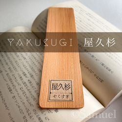 ▦60種60C『世界の木樹の標本／cube（い）：世界中の木材になる木たち