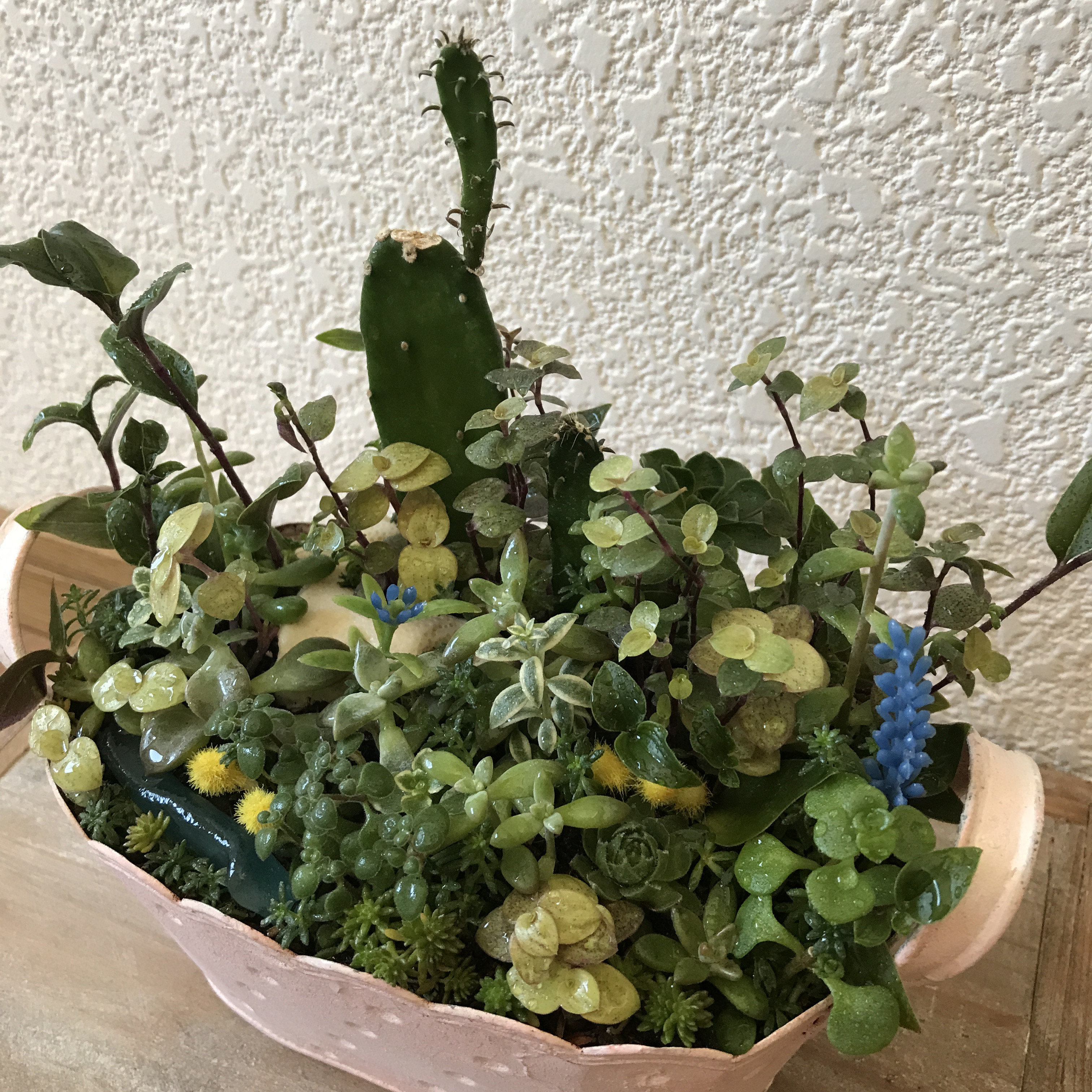 《新作》ピンクのスチール缶に多肉植物とサボテンのアレンジ（1点限定）