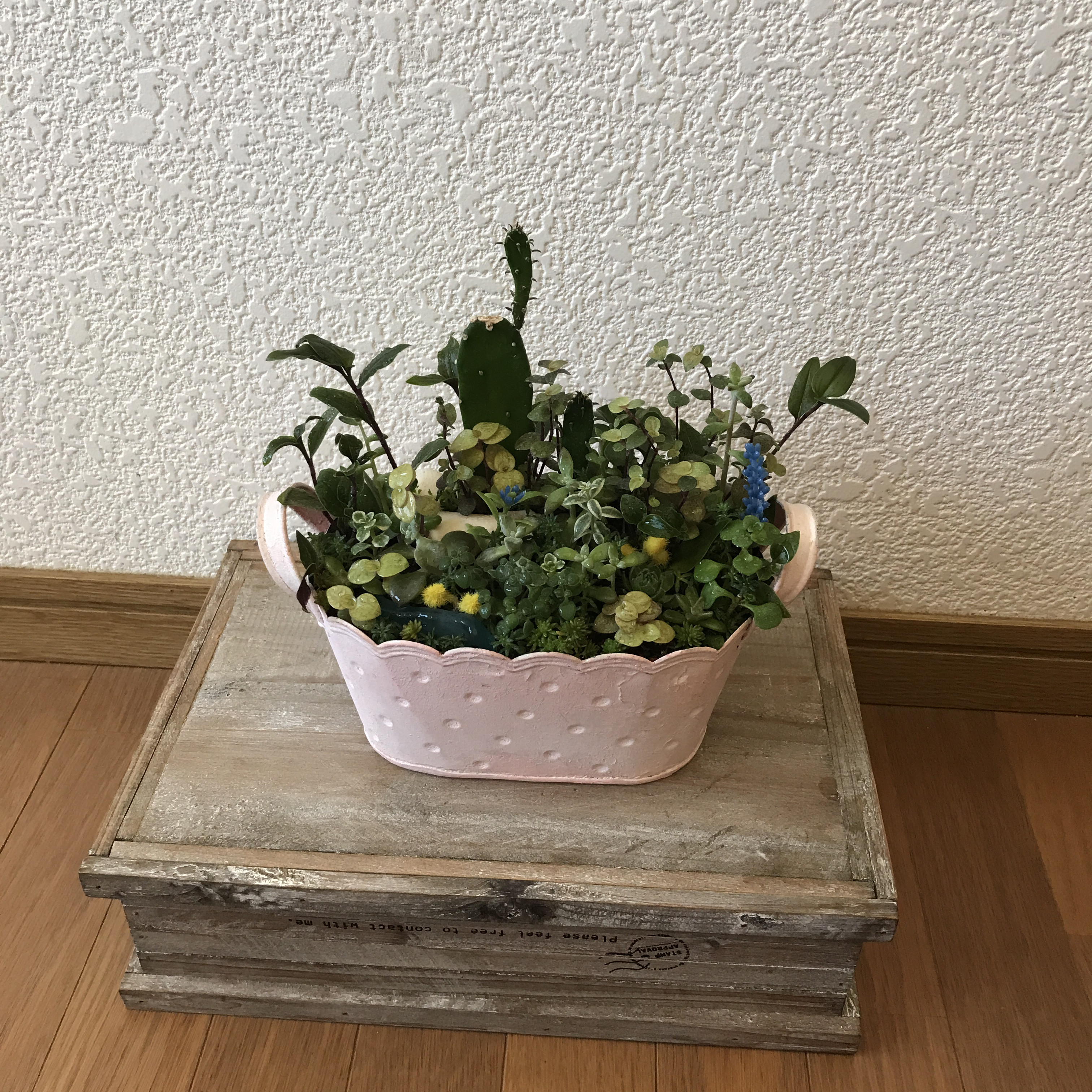 《新作》ピンクのスチール缶に多肉植物とサボテンのアレンジ（1点限定）