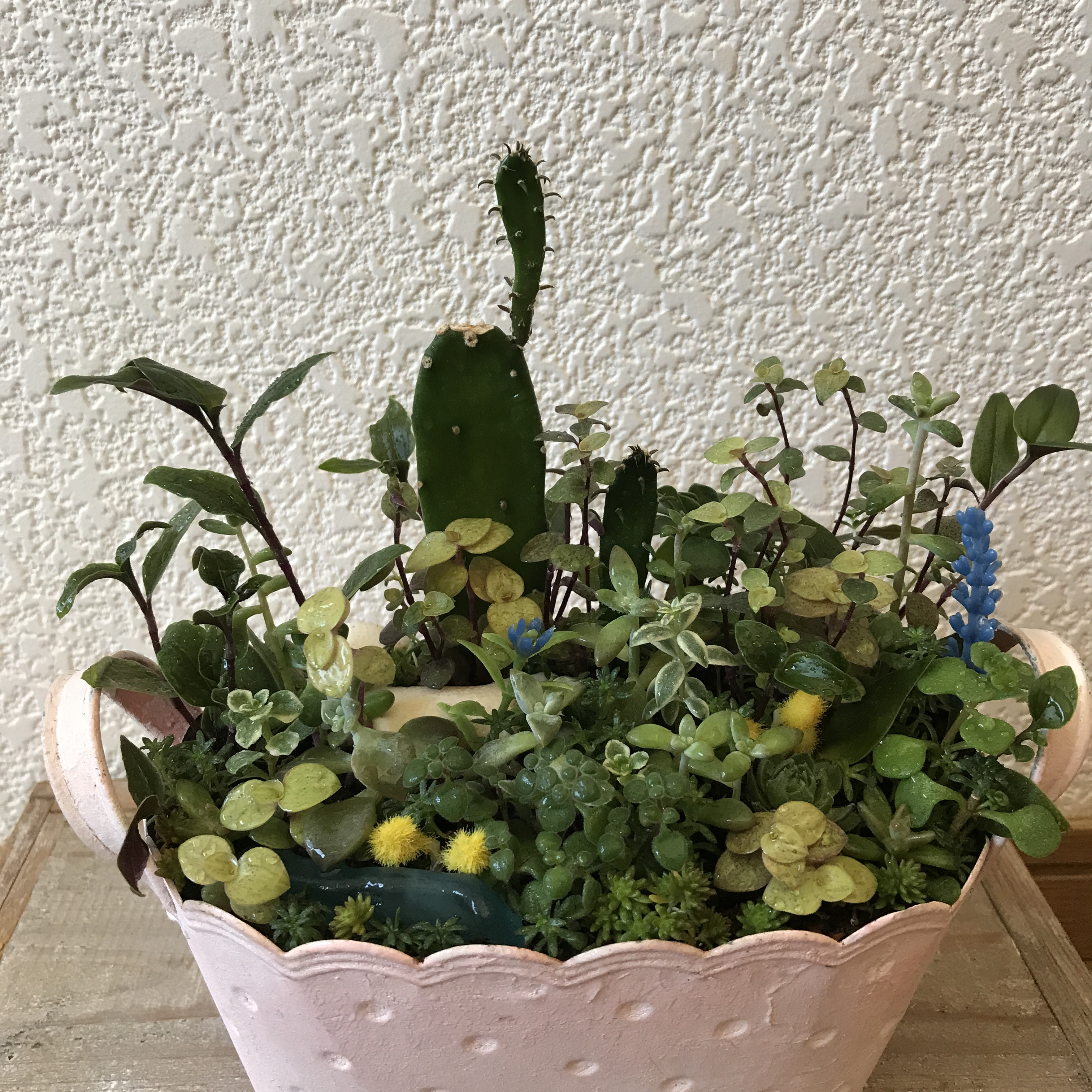 《新作》ピンクのスチール缶に多肉植物とサボテンのアレンジ（1点限定）