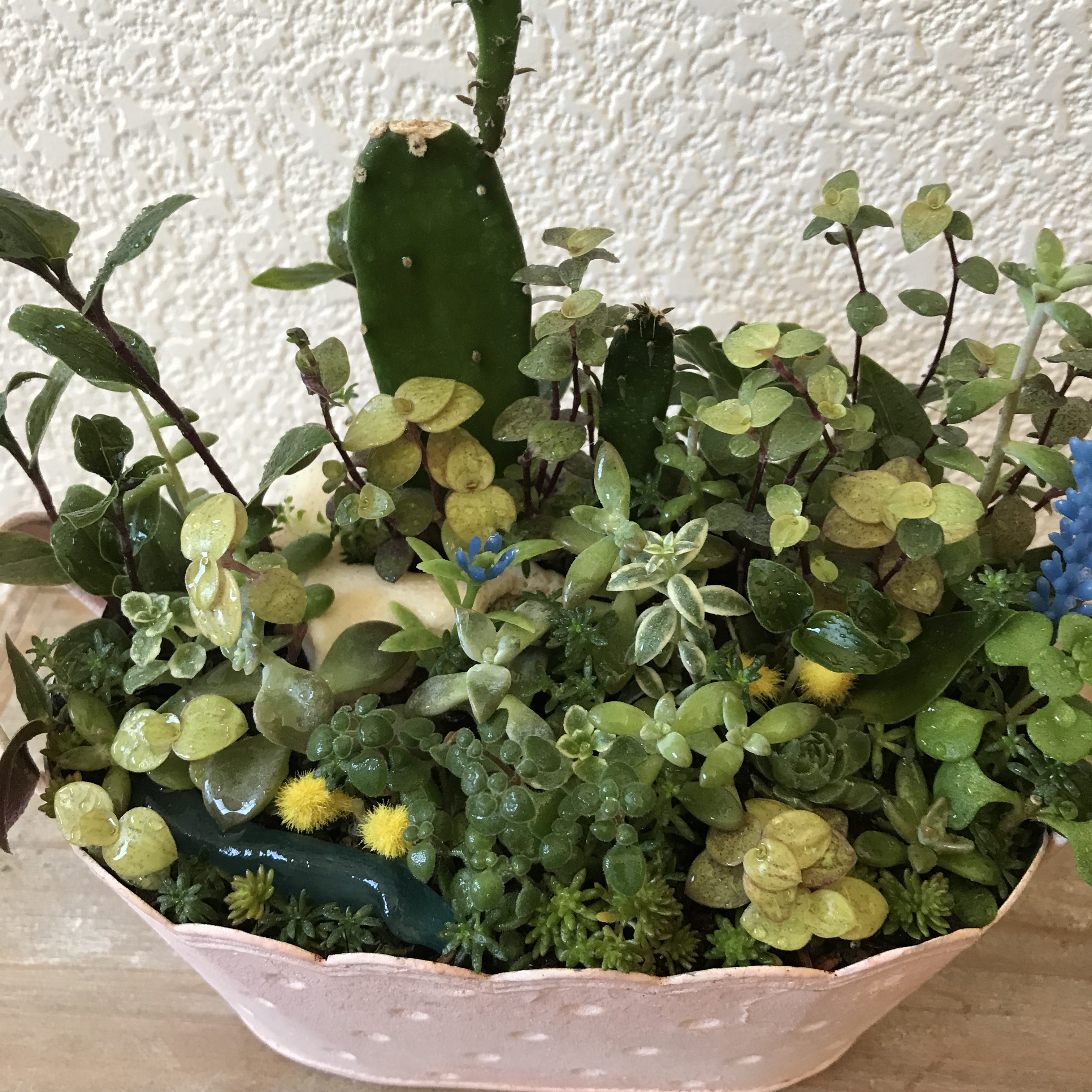 《新作》ピンクのスチール缶に多肉植物とサボテンのアレンジ（1点限定）