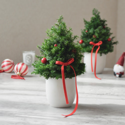 2種類のオレンジスターチスのフライングボール＊ドライフラワー