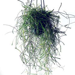 【一点限定】ドラセナ ヴィクトリア Lサイズ 透き通るような美しさ 観葉植物 一点限定】ドラセナ ヴィクトリア Lサイズ 透き通るような美しさ 観葉植物