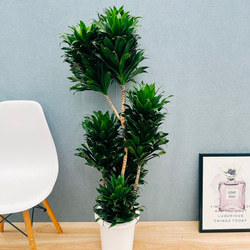 ［現品］【希少】ユッカ　ロストラータ　実生　短葉　幹立　10号　観葉植物　レア 現品］【希少】ユッカ ロストラータ 実生 短葉 幹立 10号 観葉植物