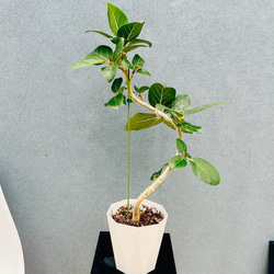 ［現品］【希少】ユッカ　ロストラータ　実生　短葉　幹立　10号　観葉植物　レア 現品］【希少】ユッカ ロストラータ 実生 短葉 幹立 10号 観葉植物