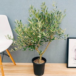 現品］【希少】ユッカ ロストラータ 実生 短葉 幹立 10号 観葉植物