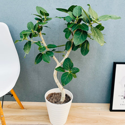 現品］【希少】ユッカ ロストラータ 実生 短葉 幹立 10号 観葉植物