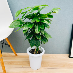 現品］【希少】ユッカ ロストラータ 実生 短葉 幹立 10号 観葉植物