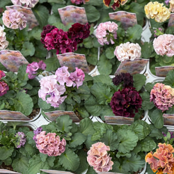 スキミア「マジック マルロー」6号 斑入りの葉 蕾がいっぱい 豪華 お