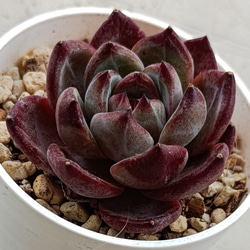 多肉植物 コノフィツム pageae 大型種 1.4cm 抜き苗 1株 多肉植物 愛
