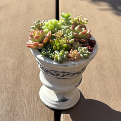 多肉植物 寄せ植え レッドベリーhyb( * ֦ơωơ֦)No.19 image.jpg