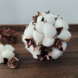 コノフィツム デプレッサム ssp 種子 10粒 多肉植物 GummyBlue 通販