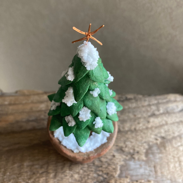 9921.［ハルミンさま］bud  小さなモミの木 2枚目の画像