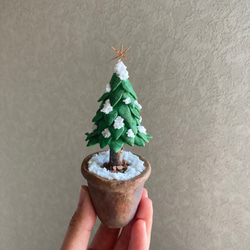 9921.［ハルミンさま］bud  小さなモミの木 6枚目の画像