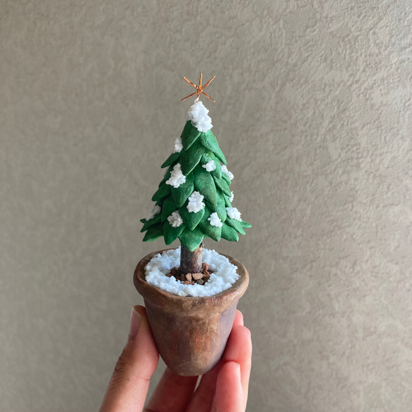 9921.［ハルミンさま］bud  小さなモミの木 6枚目の画像