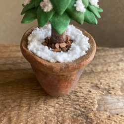 9921.［ハルミンさま］bud  小さなモミの木 4枚目の画像