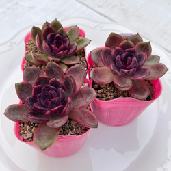 多肉植物 パステルレオン カット苗 韓国苗 多肉植物 pariʚ